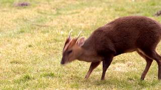 Woodland Wildlife of Britain Muntjac Deer Reevess Muntjac Muntiacus reevesi [upl. by Yerfoeg]