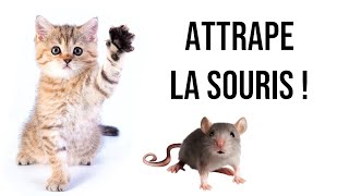 Jeu pour chats  Attrape la souris  Version 1H [upl. by Esor44]