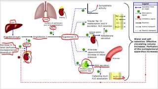Sistema Renina Angiotensina Aldosterona [upl. by Amikan]
