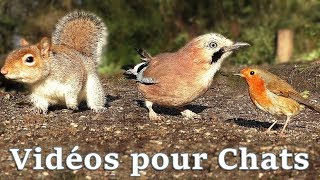 Vidéos Pour Les Chats  Petits Oiseaux Partout [upl. by Evetta746]