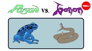 Poison vs venom Whats the difference  Rose Eveleth [upl. by Kerman888]