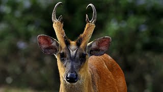 Indian MuntjacBarking Deer Muntiacus muntjac [upl. by Coy317]