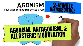 2Minute Neuroscience Agonism Antagonism amp Allosteric Modulation [upl. by Eselrahc340]