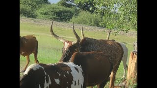 Sacred Cows of Ovawambo [upl. by Anabel]