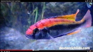 Haplochromis Ruby Green Cichlid  Lake Victoria [upl. by Dde]