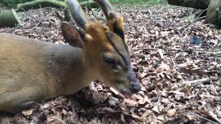 Muntjac Deer goes quotMlem Mlem Mlemquot [upl. by Aehsel490]