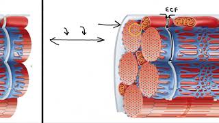 Sarcoplasmic Reticulum and T Tubules [upl. by Dymphia879]