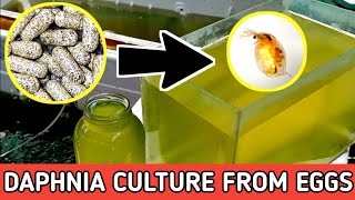 HOW TO HATCH DAPHNIA EGGS  HOW TO CULTURE DAPHNIA [upl. by Turoff]