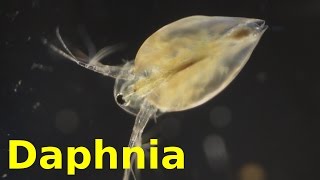 Daphnia [upl. by Leirud297]