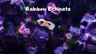 Rainbow Echinata Coral [upl. by Annovy]