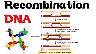 DNA recombination basic [upl. by Suirada]