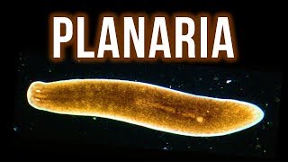 How to Get Rid of Planaria – 4 Proven Methods [upl. by Yelsnya209]