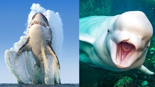 31 Animales Marinos Increíbles y Hermosos🐋 [upl. by Hehre]