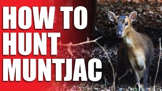 How to Hunt Muntjac [upl. by Fairfield]