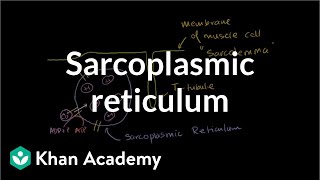 Role of the sarcoplasmic reticulum in muscle cells  NCLEXRN  Khan Academy [upl. by Goldfarb]