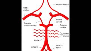 What is the Basal Cistern [upl. by Jolie]