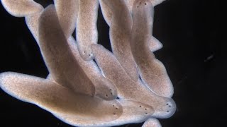 What Planarians Are Revealing About the Rules of Regeneration [upl. by Anaytat]