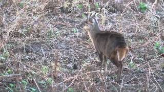 Muntjac Deer Barking [upl. by Claudell292]