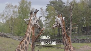 Borås Djurpark [upl. by Harehs]