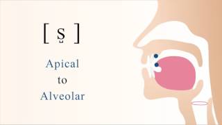 s̺  s  unvoiced apical alveolar sibilant fricative [upl. by Atnovart]