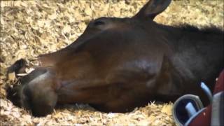 Carl Hester and Charlotte Dujardin on BBC [upl. by Ehcnalb]