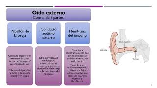 Sentido del Oído  Anatomía y FIsiología del oído [upl. by Nerte871]