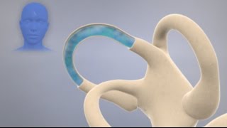 How the Inner Ear Balance System Works  Labyrinth Semicircular Canals [upl. by Freya310]