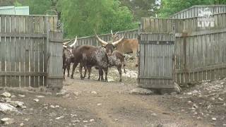 Morgonrusning i Safariparken på Kolmården [upl. by Aldwin992]