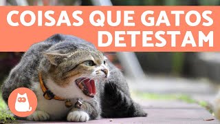 10 COISAS QUE OS GATOS ODEIAM e você deve EVITAR 😾 [upl. by Barvick332]