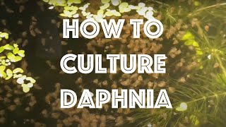 How To Culture Daphnia Magna [upl. by Lennej]