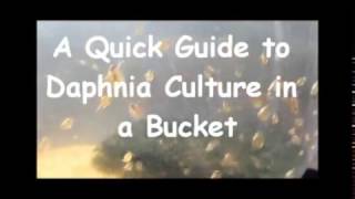 How to culture daphnia outside [upl. by Jacie]