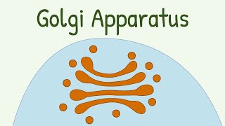 Golgi Apparatus [upl. by Aruabea]