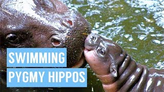 Baby Pygmy Hippo Taking First Swim Compilation [upl. by Acirne]