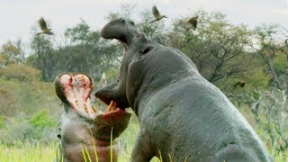 Do Hippos Swim  Natural World Hippos  BBC Earth [upl. by Benjy]