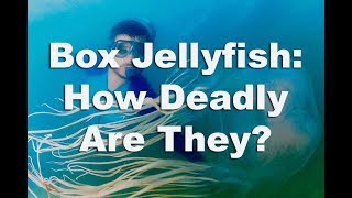 Box Jellyfish The Truth About These Deadly Jellyfish [upl. by Loring]