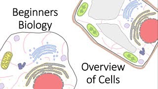 Beginners Biology Overview of Cells [upl. by Ettenor]