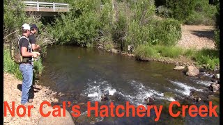 Trout Fishing Northern Californias Hatchet Creek [upl. by Marja628]