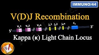 VDJ Recombination PART 1  Ig Light chain locus FLImmuno44 [upl. by Conlin75]