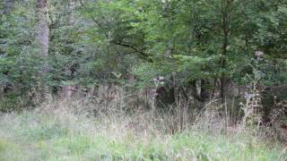 Reeves muntjac doe barking Audio [upl. by Ydissak]