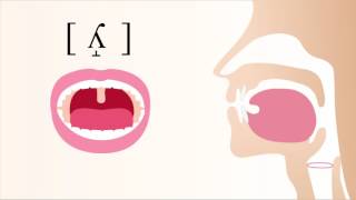 ʎ̝  voiced dorsal palatal lateral fricative [upl. by Jane]