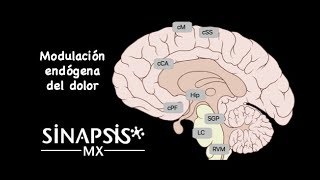 Modulación endógena del dolor [upl. by Enelyam]