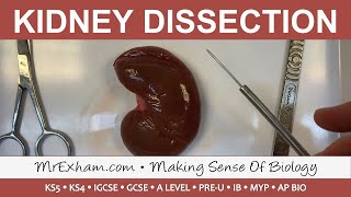 Kidney Dissection  GCSE A Level IB [upl. by Novehc]