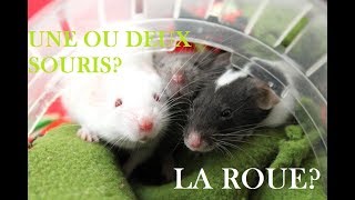 LES BESOINS DES SOURIS [upl. by Lorin]