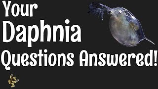 Daphnia Questions Answered [upl. by Imoian564]