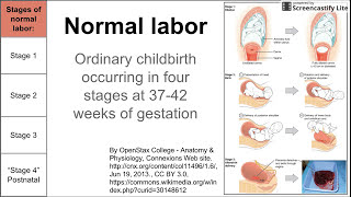 Normal labor ordinary delivery [upl. by Barbur331]