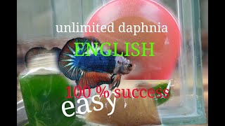 daphnia moina culture Easy way Unlimited production English  with sub Green water Chlorella [upl. by Arinaid]