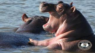 Hippos Mating Information and Baby Hippos [upl. by Senaj131]