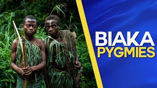 Biaka Pygmies ​of the Zaire rainforest Documentary about the former Belgian Congo [upl. by Mudenihc]