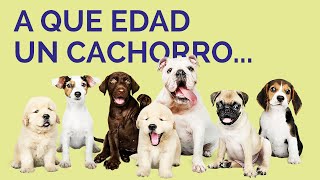 A qué EDAD COMEN LOS CACHORROS abre los ojos se puede bañar  10 PREGUNTAS COMUNES sobre cachorros [upl. by Neztnaj12]