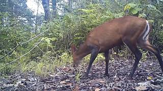 Southern Red Muntjac Muntiacus muntjak [upl. by Bobbye]